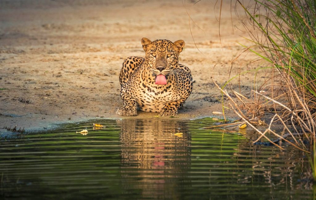 Travel One Sri Lanka Leopard
