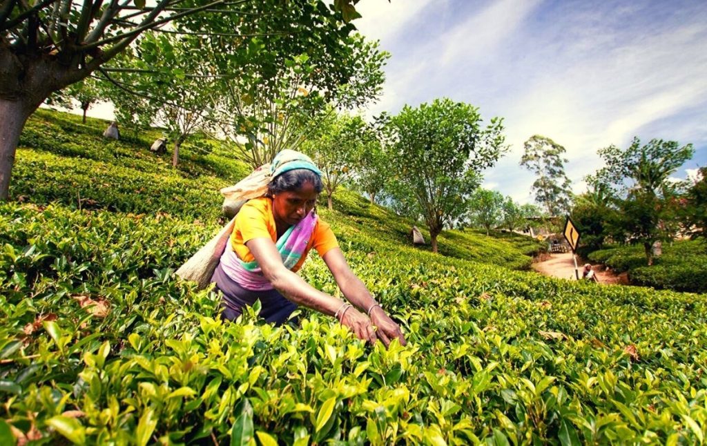 Travel One Sri Lanka the